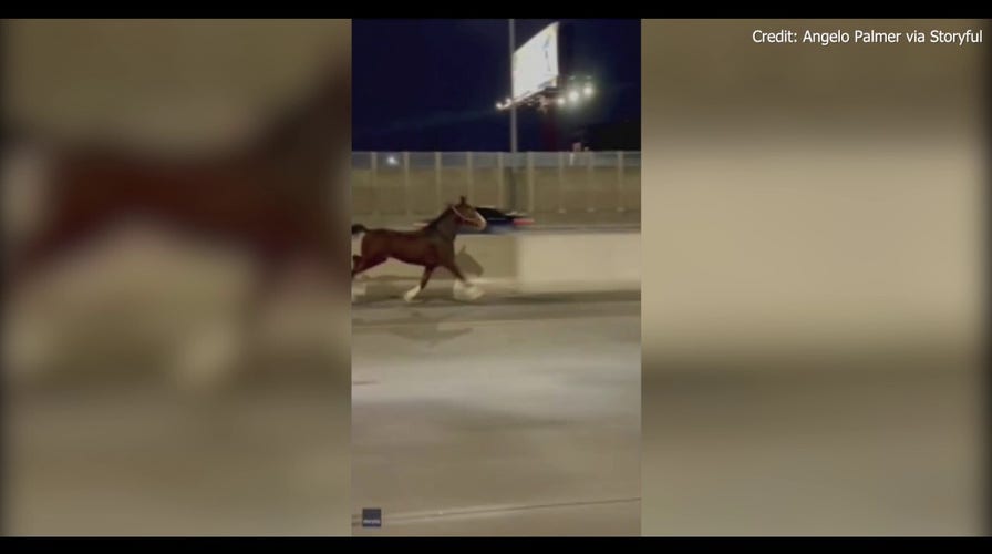 Horse sprints along I-95 in Philadelphia