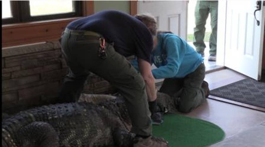 Witness speaks about alligator bite that claimed Florida man's hand