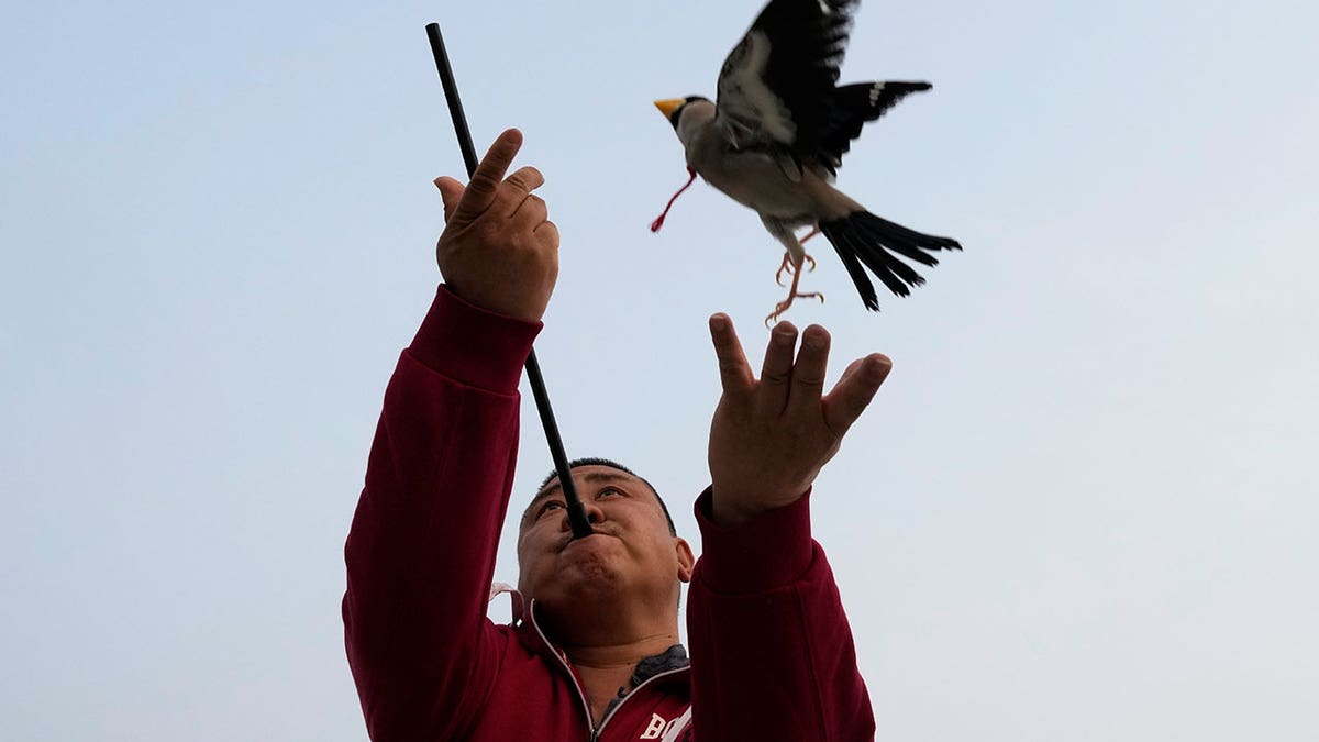 Man throws bird