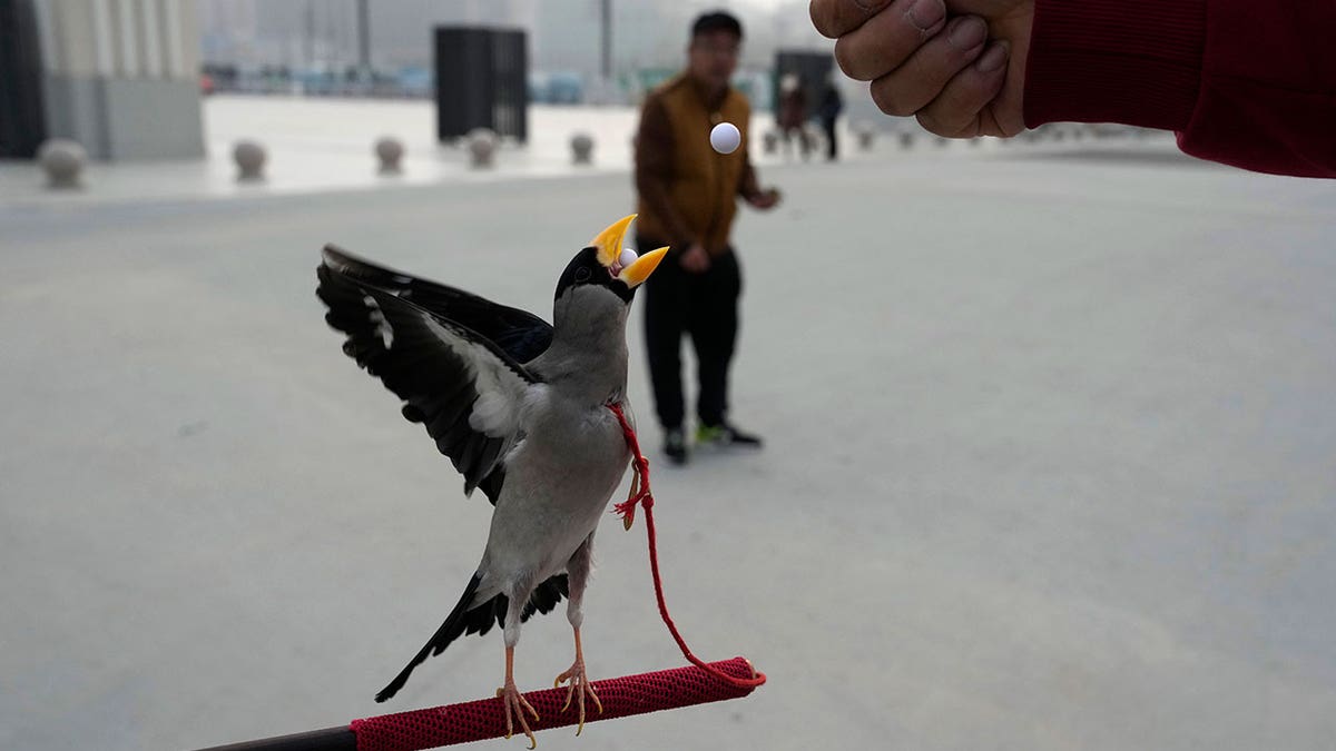Bird catches beads