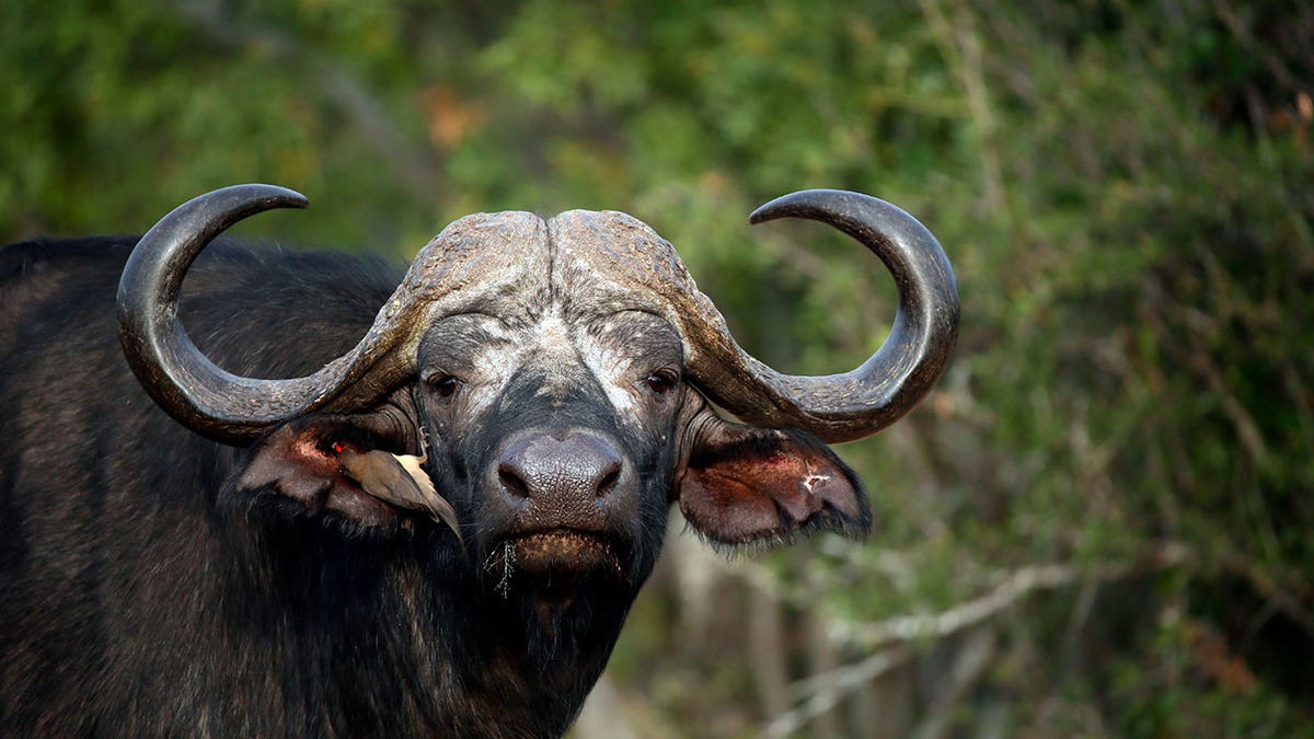 Buffalo