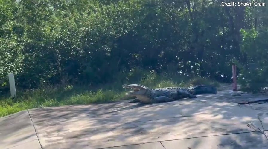 Man who works in Everglades National Park captures massive crocodile known as 'Half-jaw' on camera