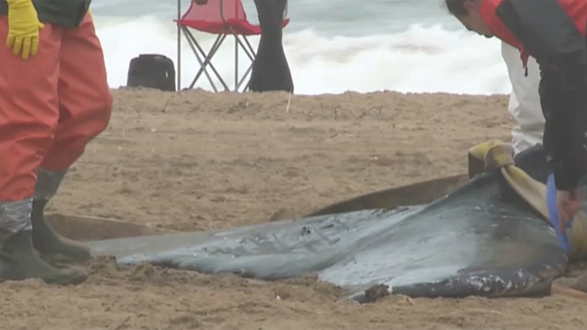 Virginia Beach whale tail