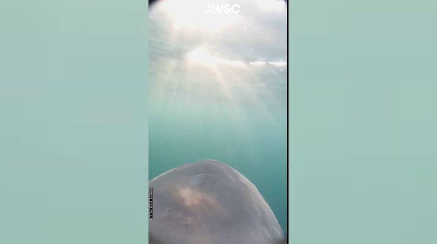 The Atlantic White Shark Conservancy attached a camera to a great white