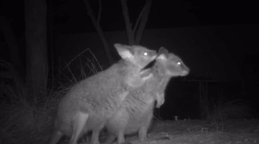Wallaby joeys arrive in Australia, enjoy new home