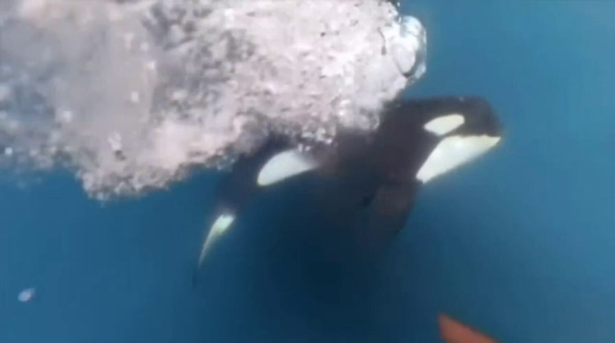 Racing boat endures orca encounter during international race