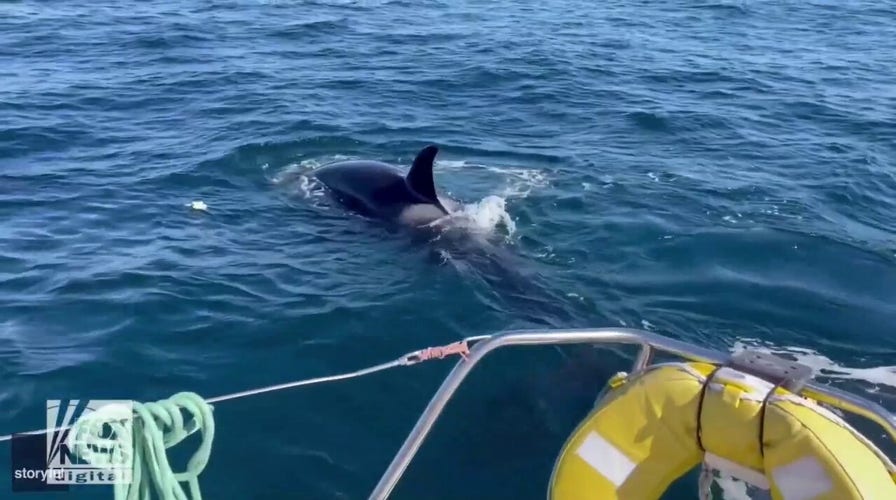 Watch as killer whales attack a boat off the coast of Portugal