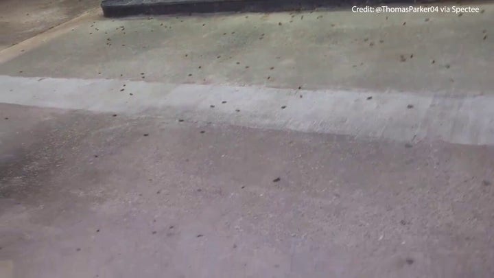 Swarms of noisy cicadas emerge in the southeast