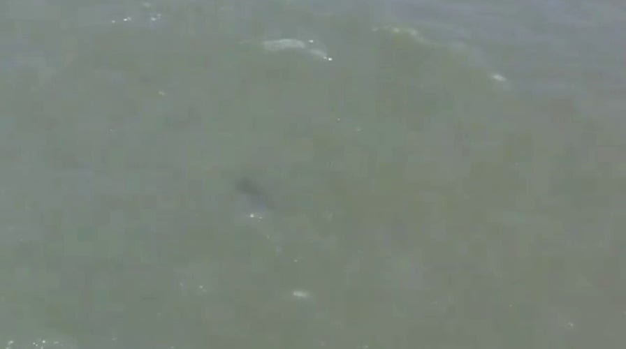 Shark spotted in water at New York City beach