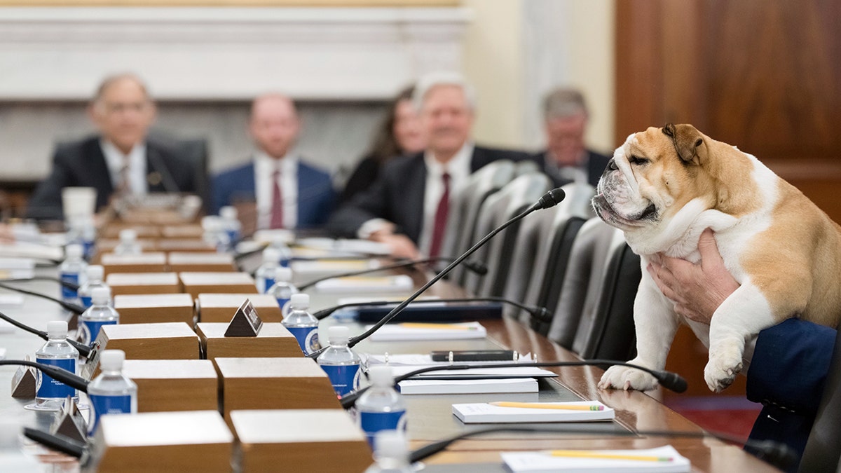 Babydog Justice sits at Ag Committee table