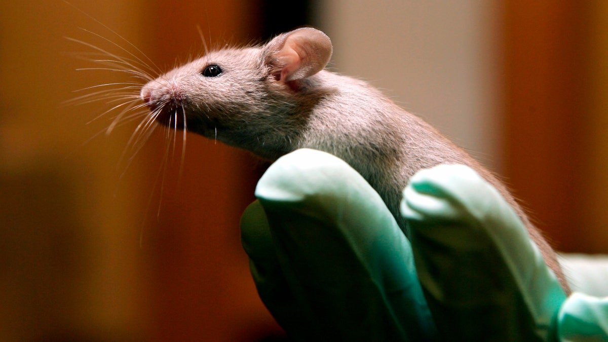 mouse lab white mouse