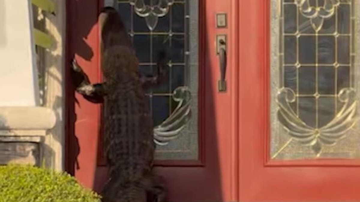 Alligator knocking on door