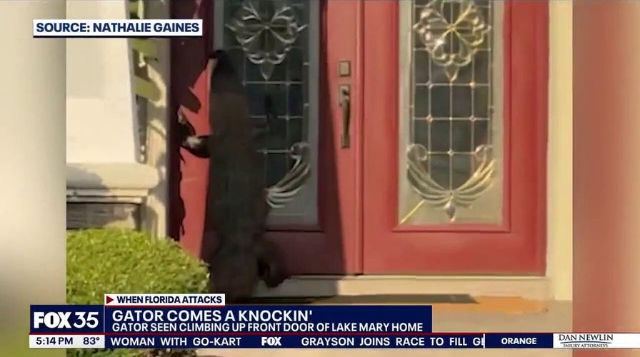 Alligator knocks on door at Florida home