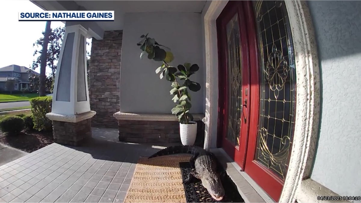 side view of alligator lying in front of door