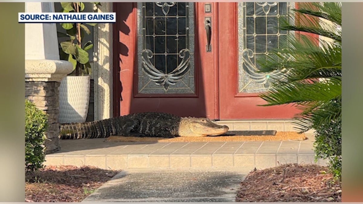 Alligator lying in front of the door