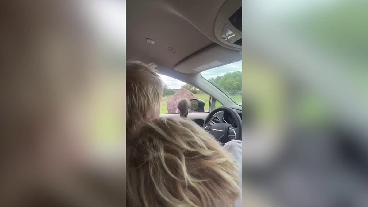 Former British Prime Minister Boris Johnson was attacked by an ostrich while vacationing with his family.