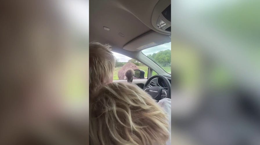 Former British PM Boris Johnson and family attacked by an ostrich