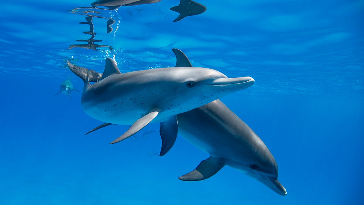 A pair of dolphins