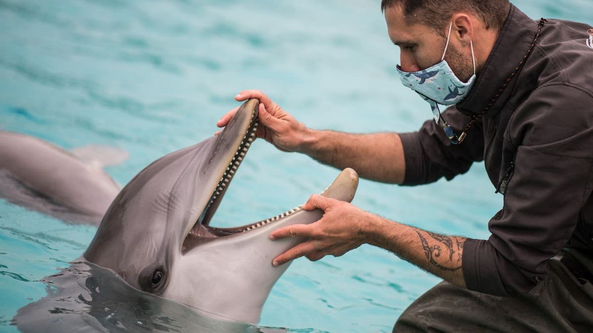 A zookeeper wearing a protective mask looks inside the mouth of a dolphin.