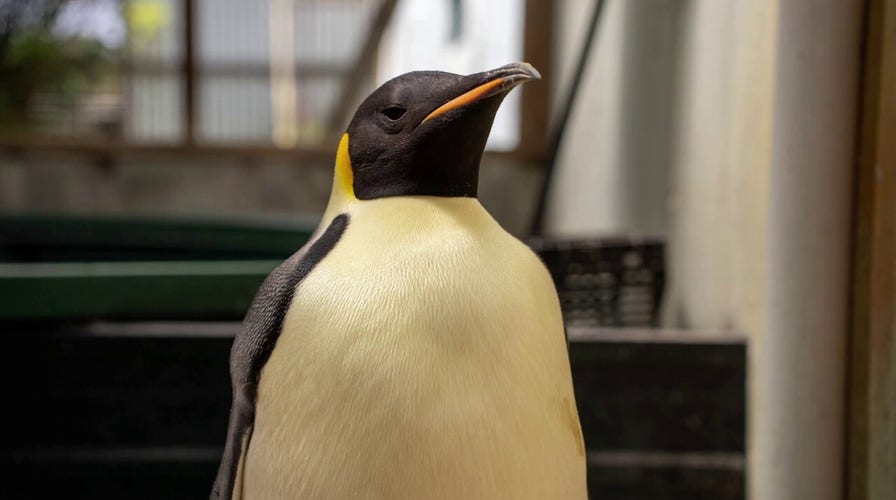 Penguin makes return trip home after family spots him wandering on beach