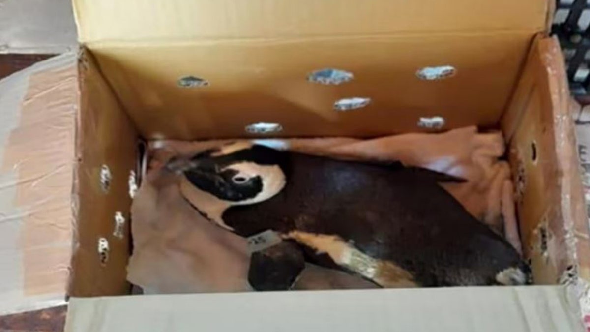 The penguin in a cardboard box