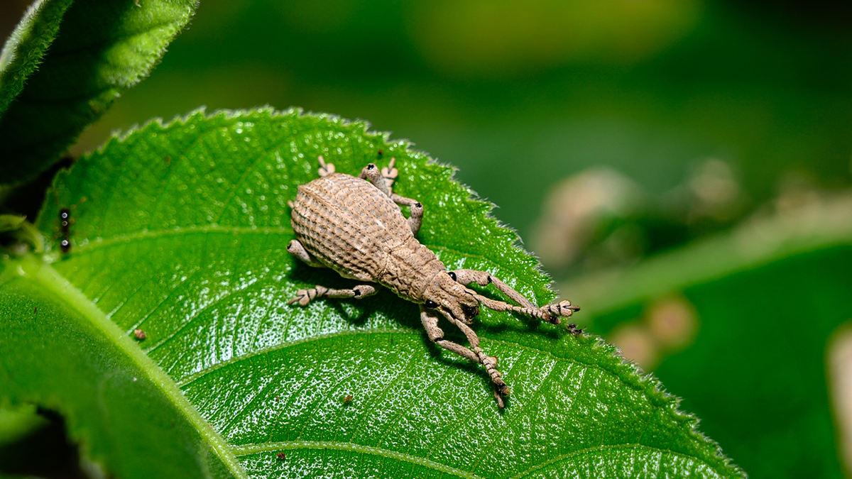 Weevil on a leaf