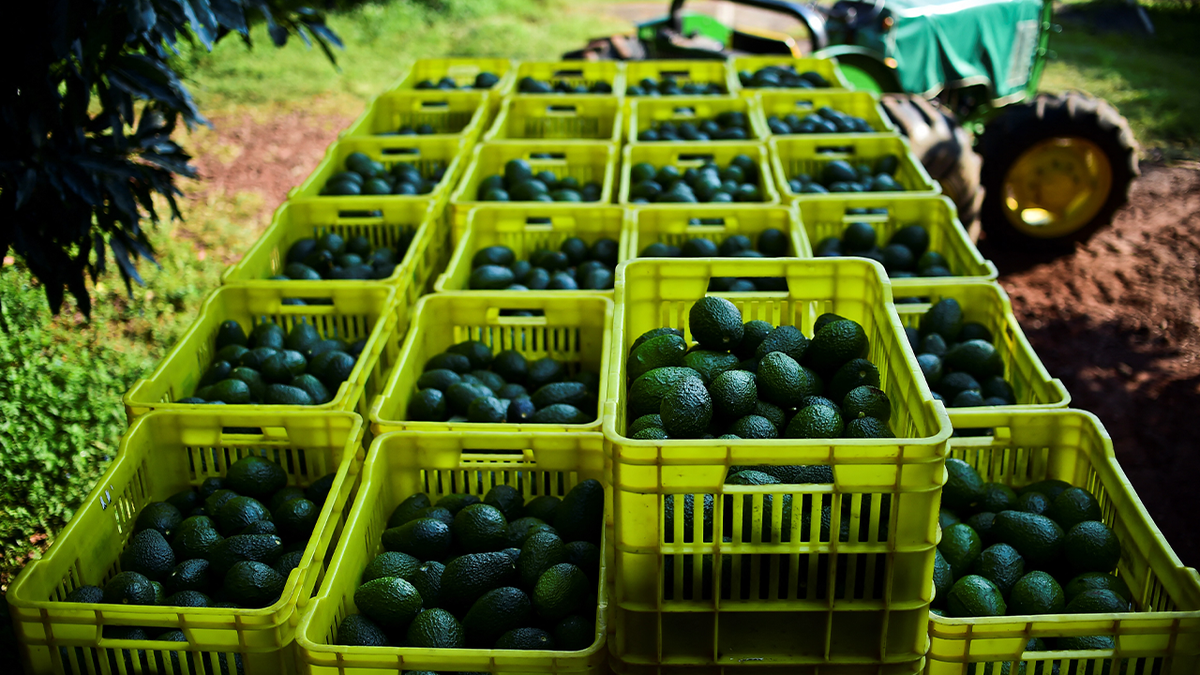 Avocados