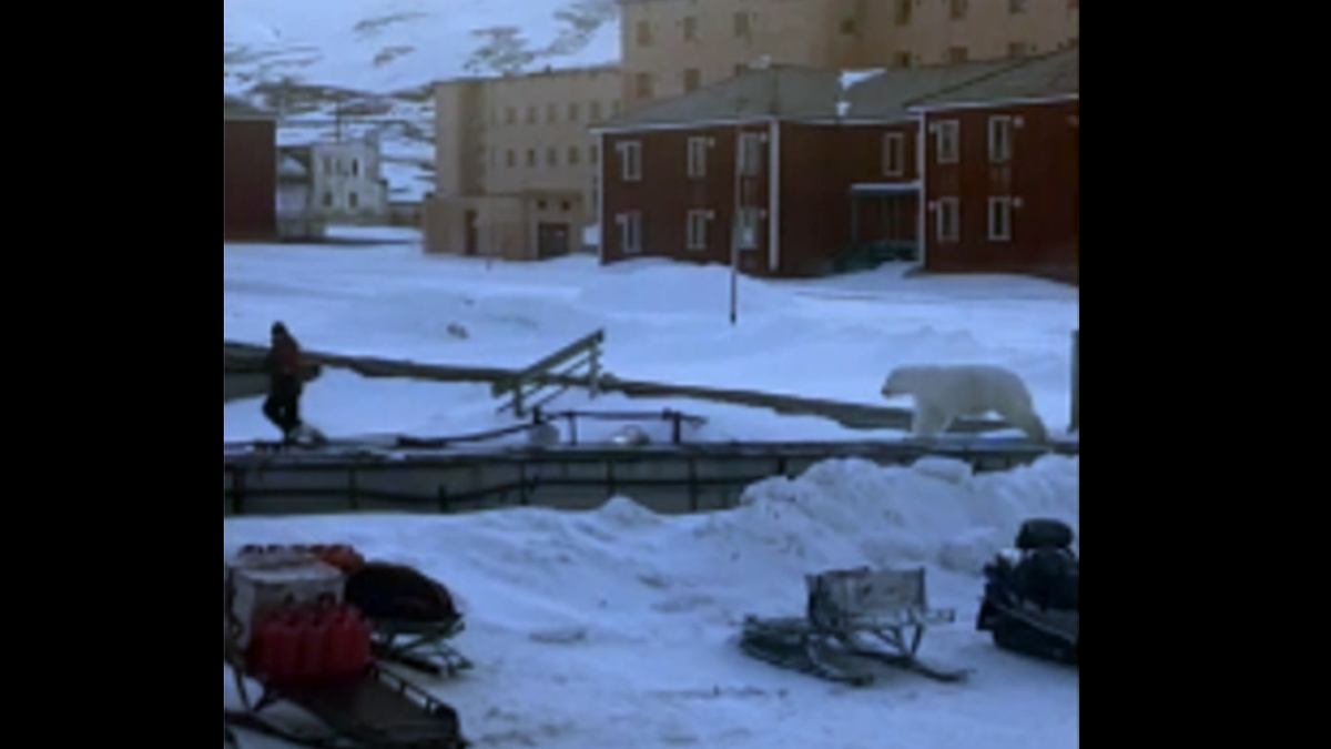 Man runs from polar bear