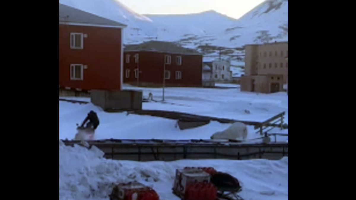 Person jumps onto snowmobile to escape polar bear