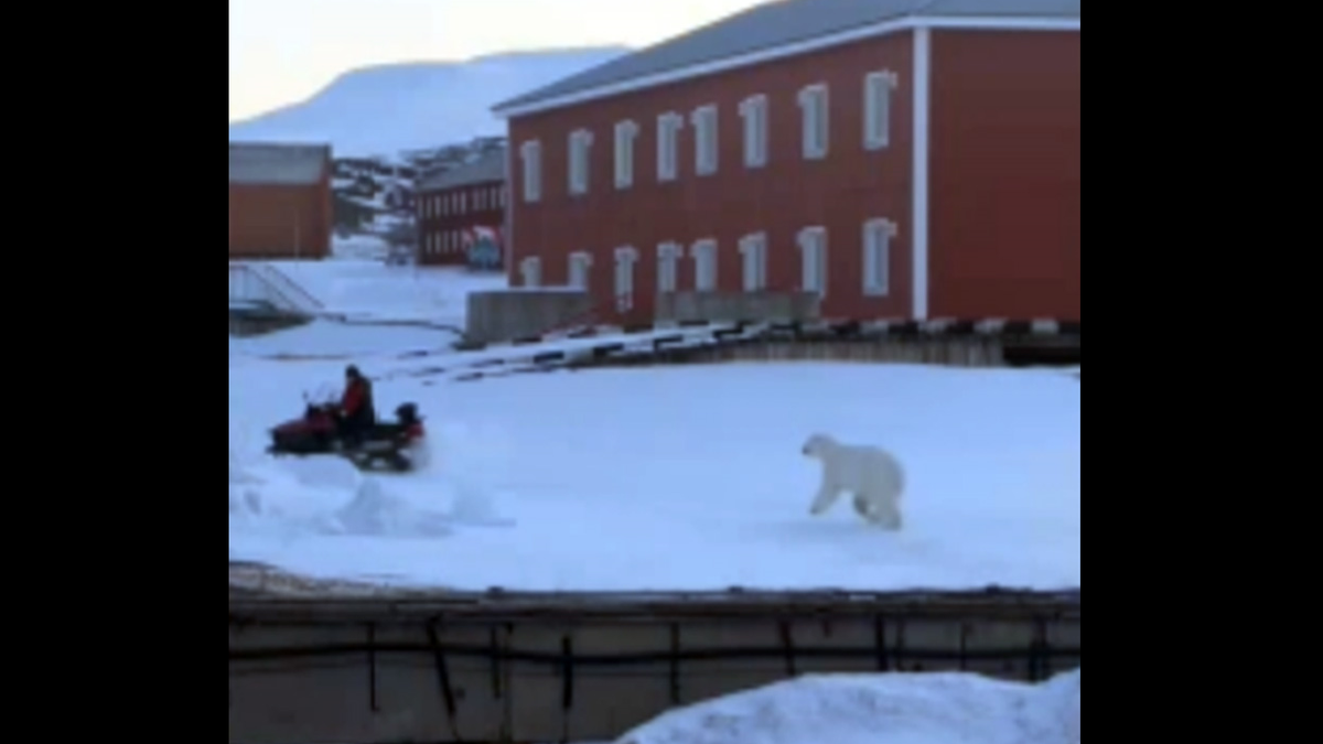 Polar bear escape in Norway