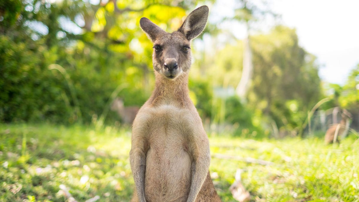 kangaroo facing forward