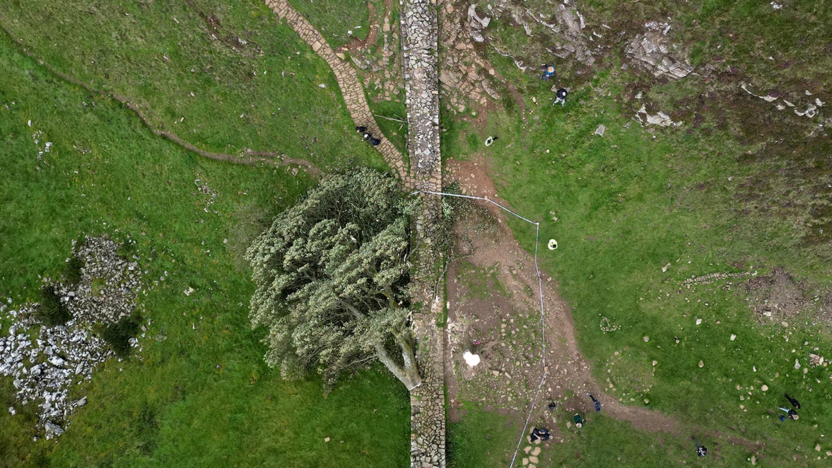 General view of the felled Sycamore Gap in Northumberland