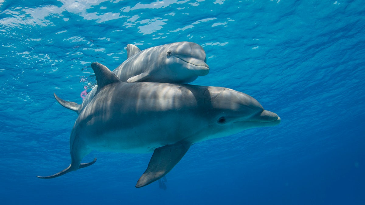 A pair of dolphins