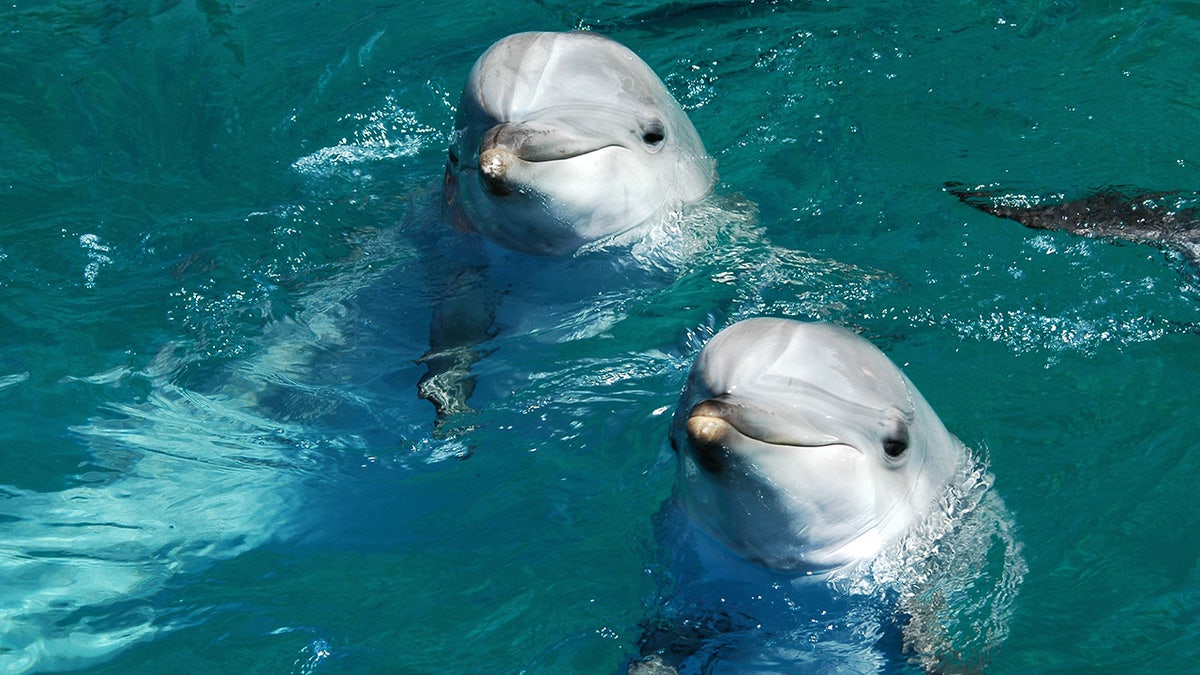 A pair of bottlenose dolphins