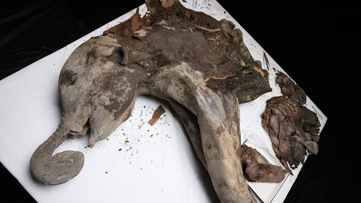 Close-up of mammoth on table