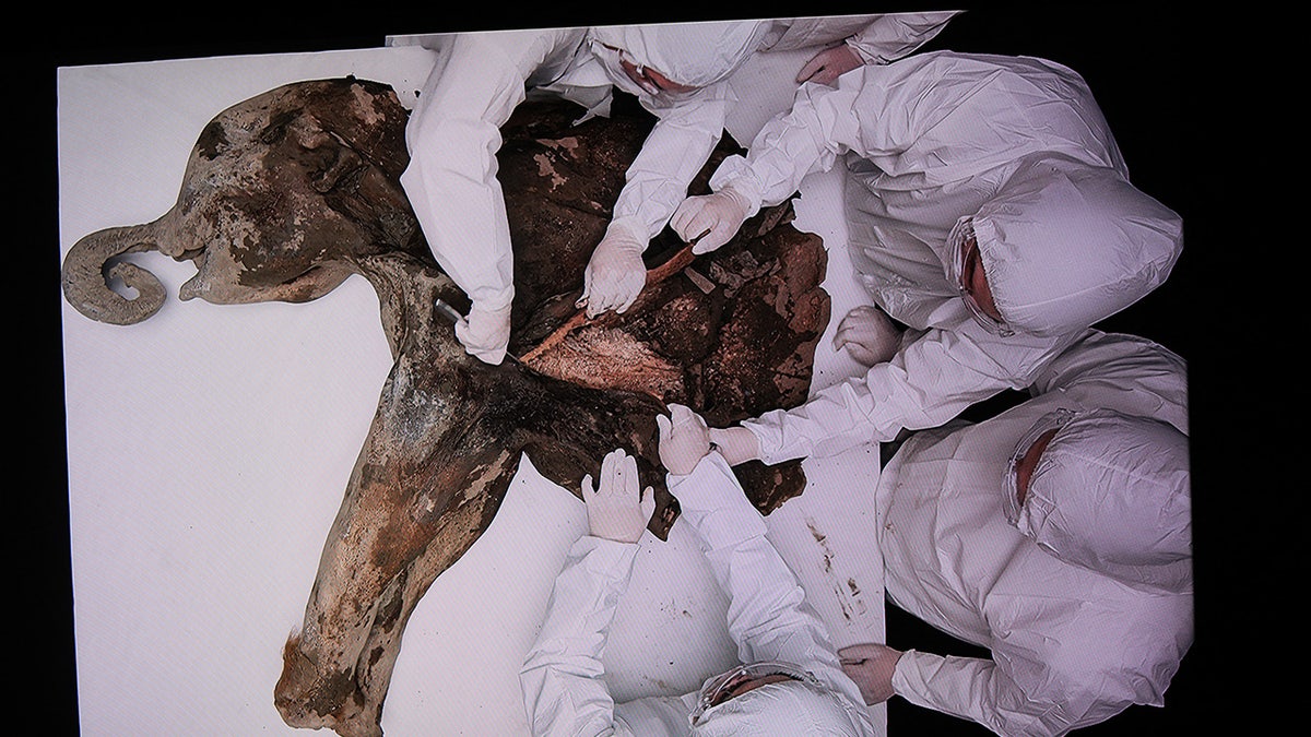 Mammoth necropsy