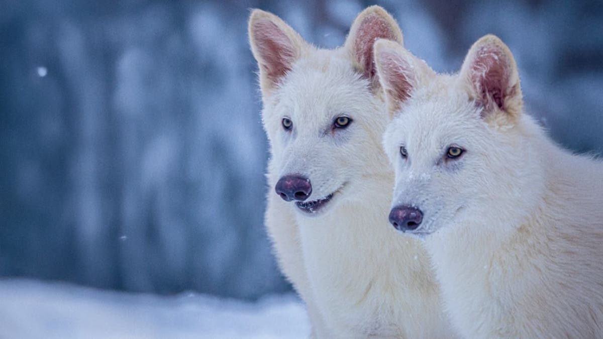 Scientists used genome-editing and cloning technologies to rebirth the wolves