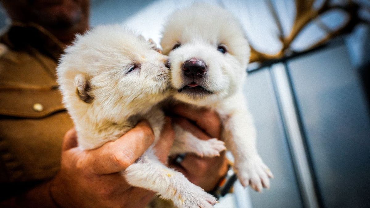 Dire wolf pups