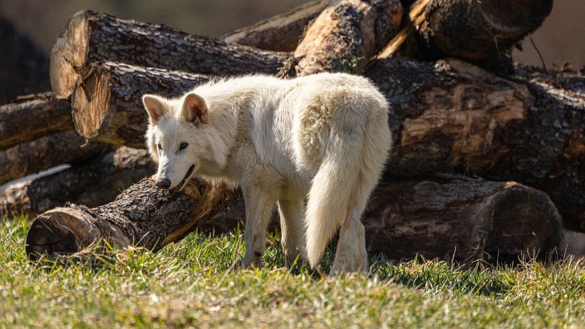 Dire wolf at 5 months old