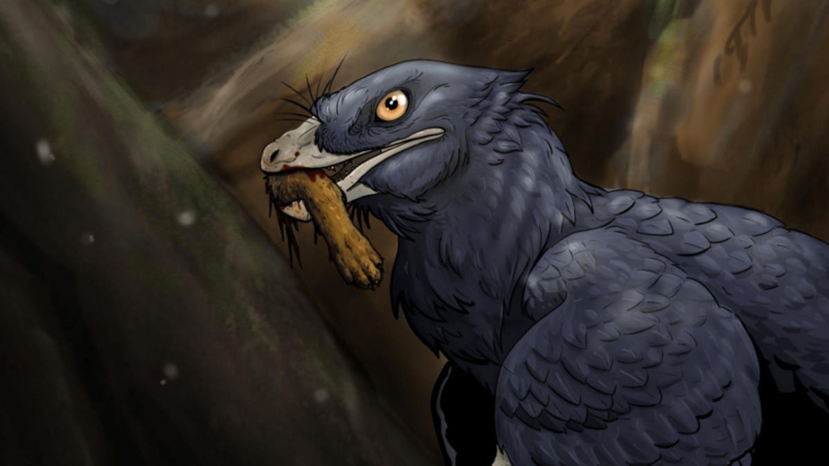 feathered bird-like dinosaur holds a four-toed foot in its mouth, slightly bloodied