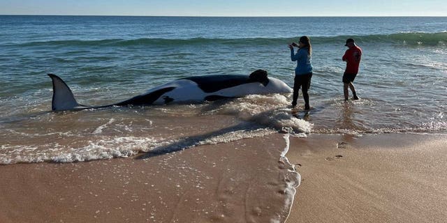 Authorities at Jungle Hut Park in Palm Coast, Florida oversee the removal of a 21-foot orca that became beached and lost its life.