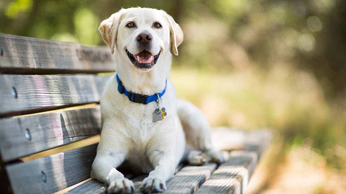 A yellow labrador retriever appears to smile as it rests on a wooden bench outdoors on a sunny day.