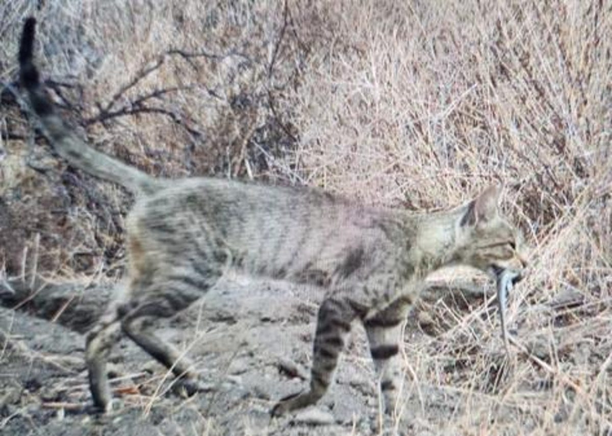 A brownish-grey cat with black stripes on its legs seems to have an iguana hatchling in its mouth.