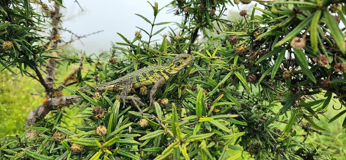 A baby iguana with yellow-green and brown stripes is seen on the branch of a tree, probabaly trying to get at some fruit.