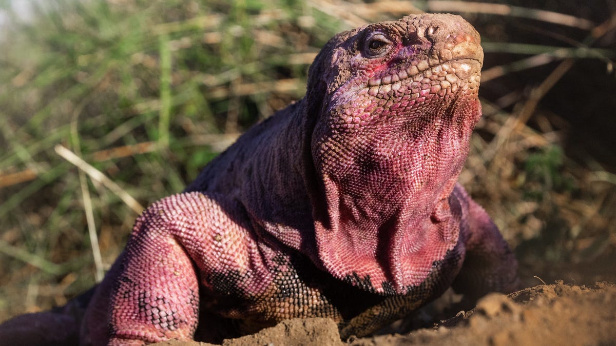 A pink iguana stands among some bushes.