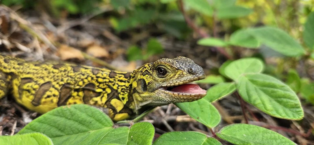 A yellow-green and brown striped baby iguana is seen next to some teeny tiny leaves.