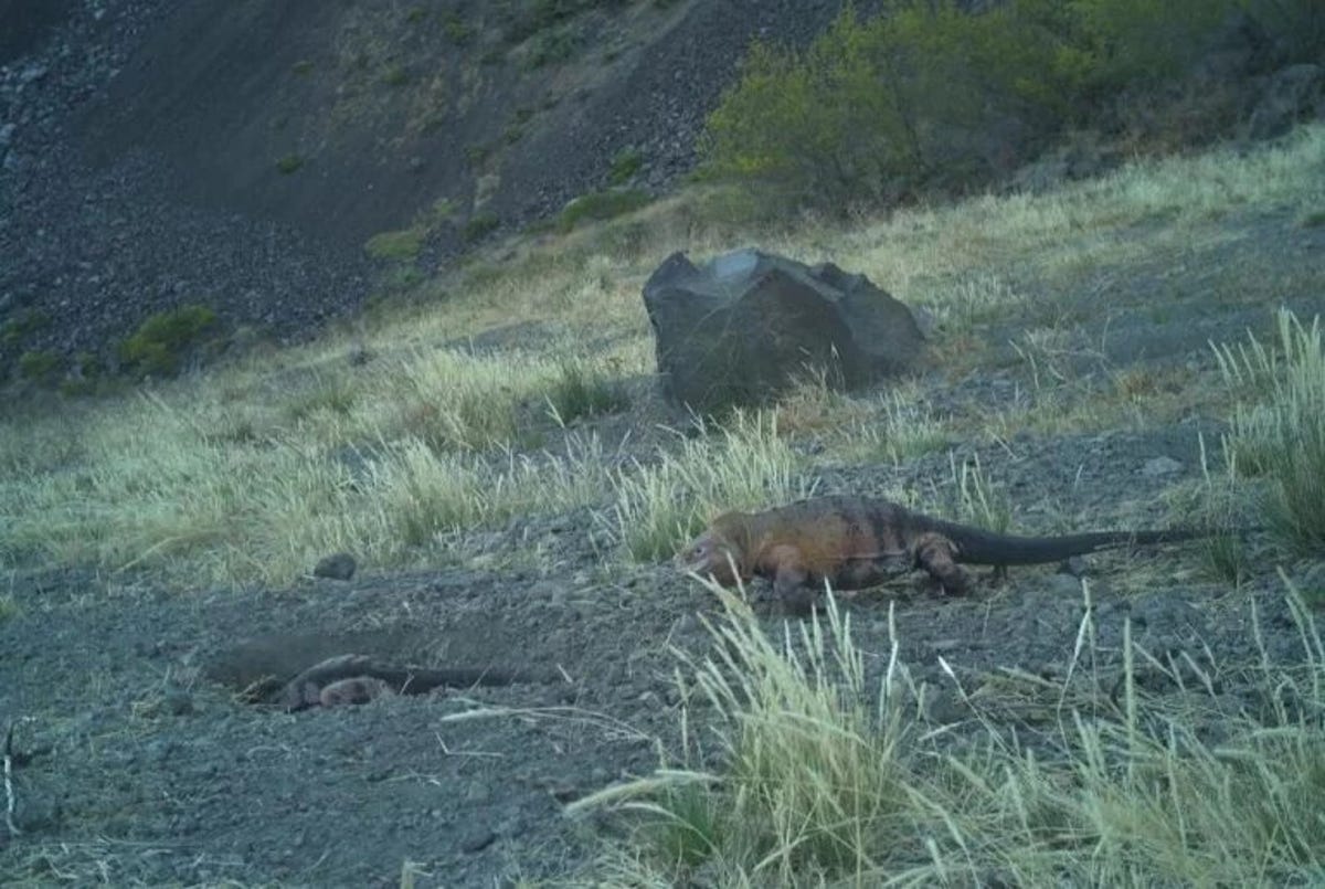 A pink iguana is seen near a hole in the ground that's considered a nesting site.