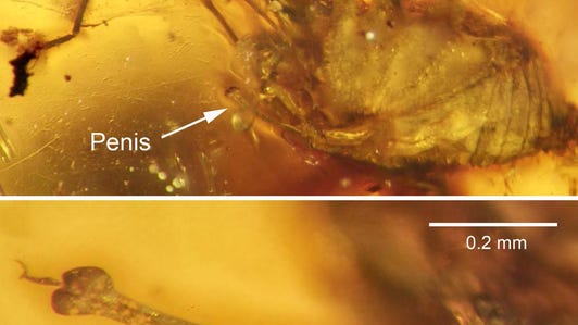 Detailed view of erection below image of a spider, all in hues of orange.