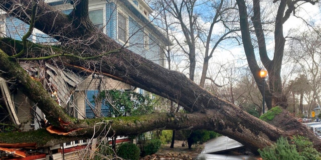 A tree collapsed and ripped up the sidewalk damaging a home in Sacramento, Calif., Sunday, Jan. 8, 2023.