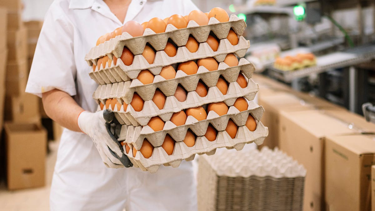 Egg factory worker holding small pallet of eggs